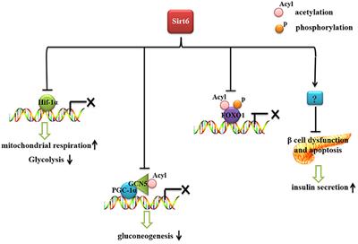 The Role of Sirt6 in Obesity and Diabetes